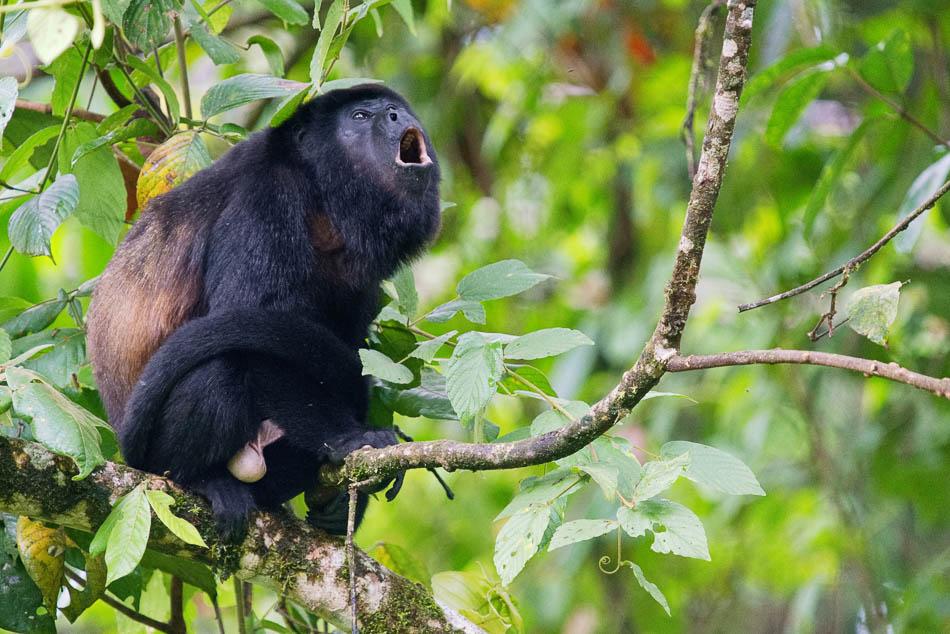 Howlermonkey Nature Nomads (Agent) Agent W950