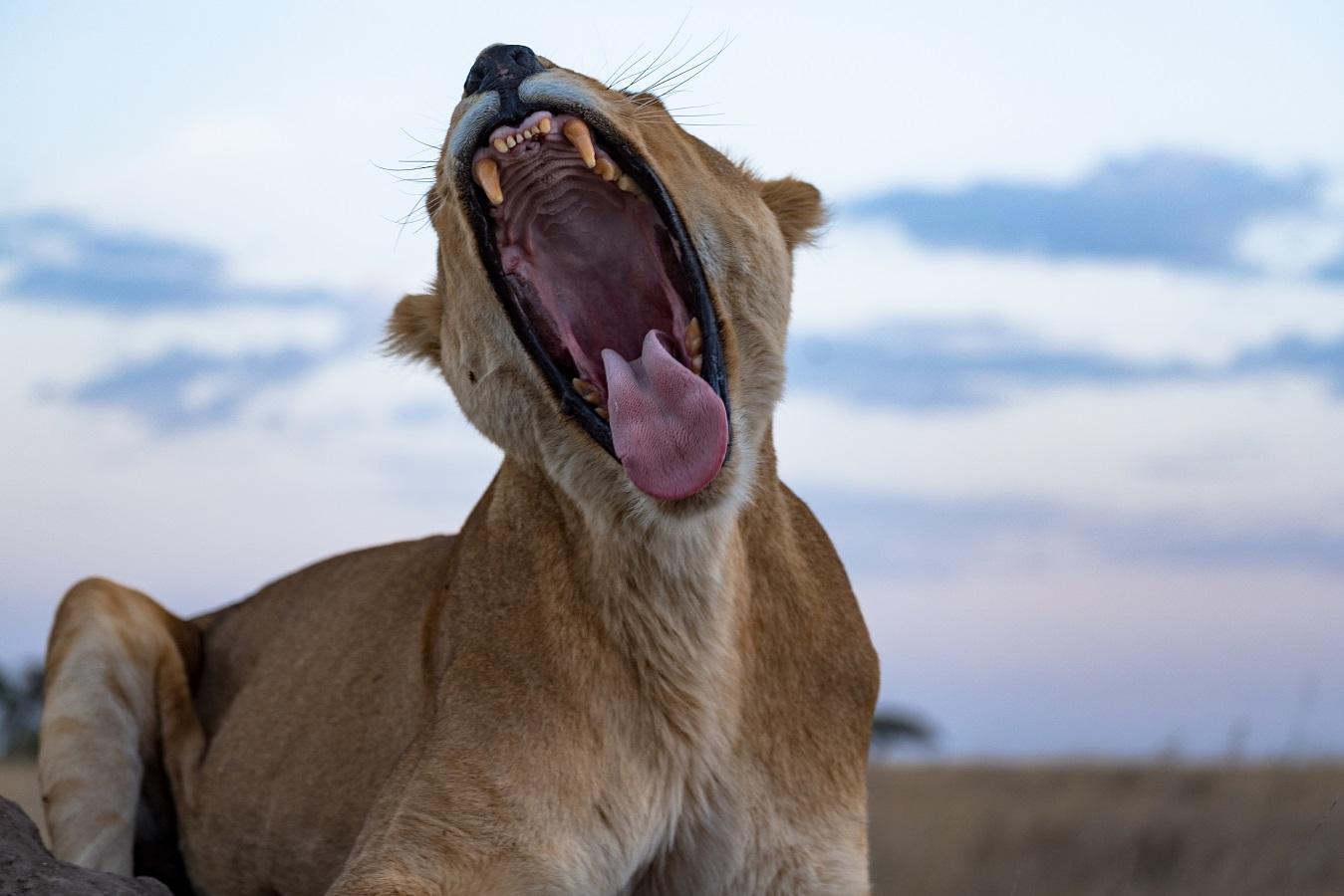 Peteropitek 2017 Serengeti Safari 11
