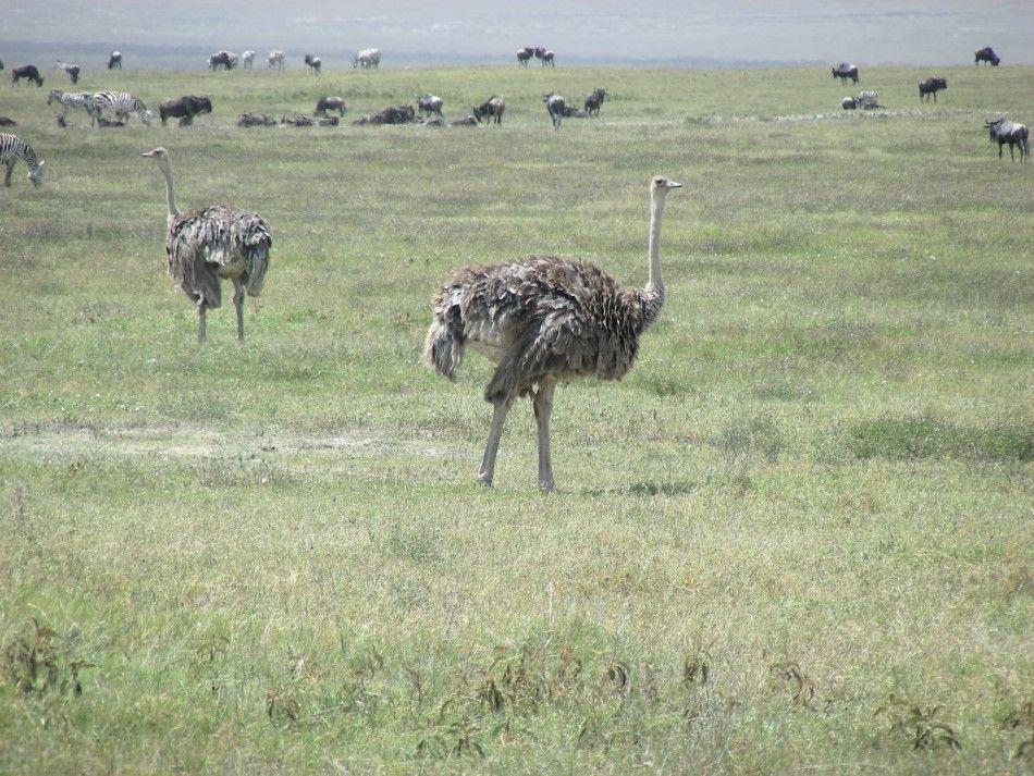 Tanzania-353-Jan-Lauwers-08-Custom