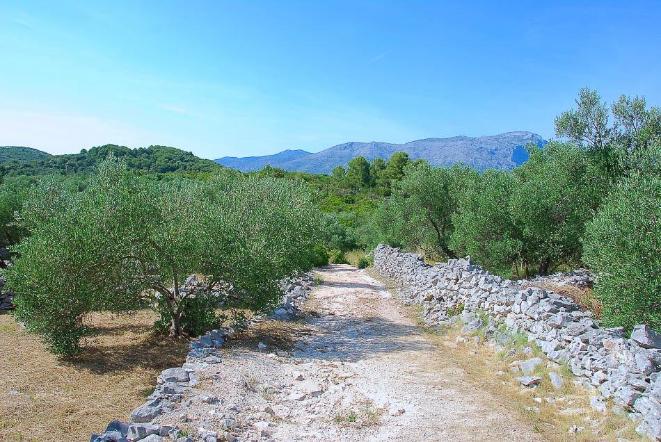 HR5DAA Korcula Olijfbomen Export Ruud Peeten