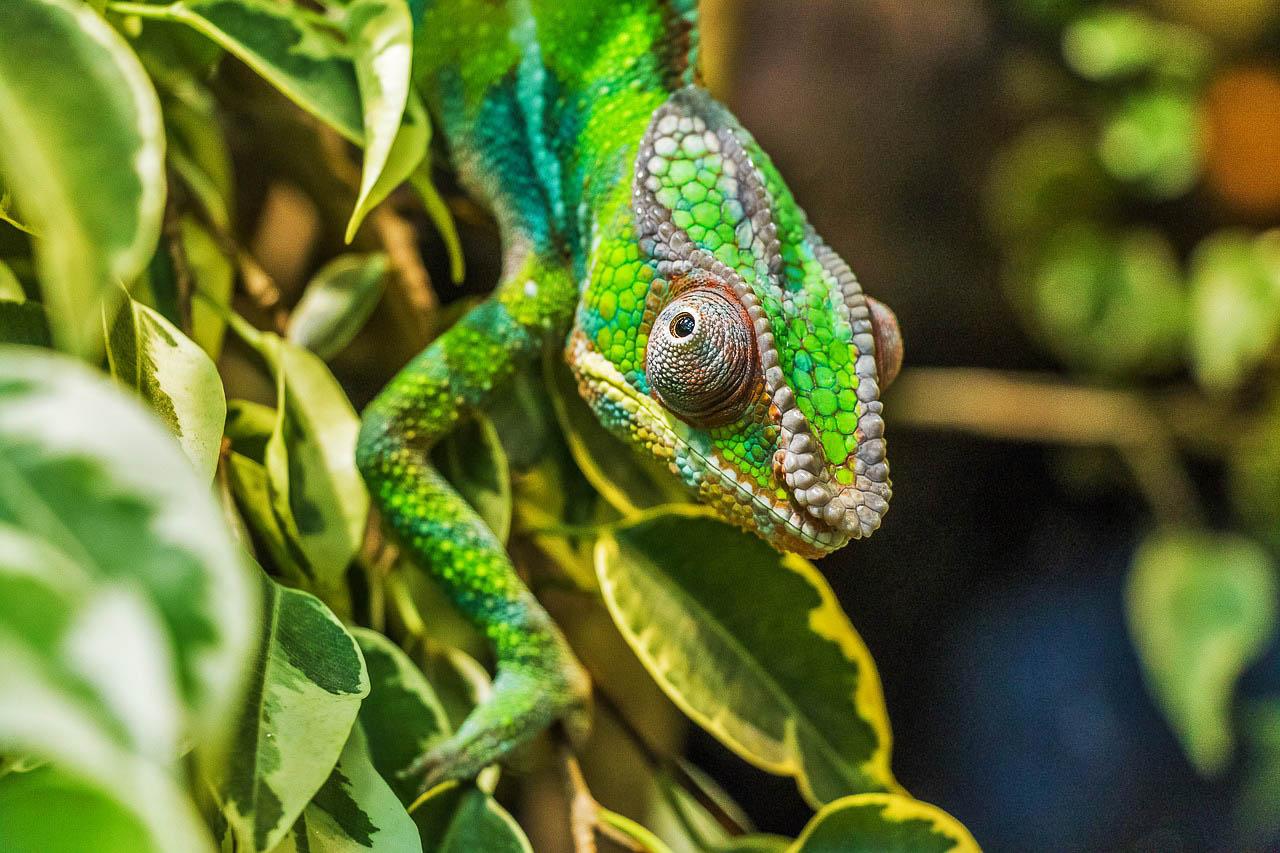 Pixa Chameleon Geae12ef0a 1280 Pixabay