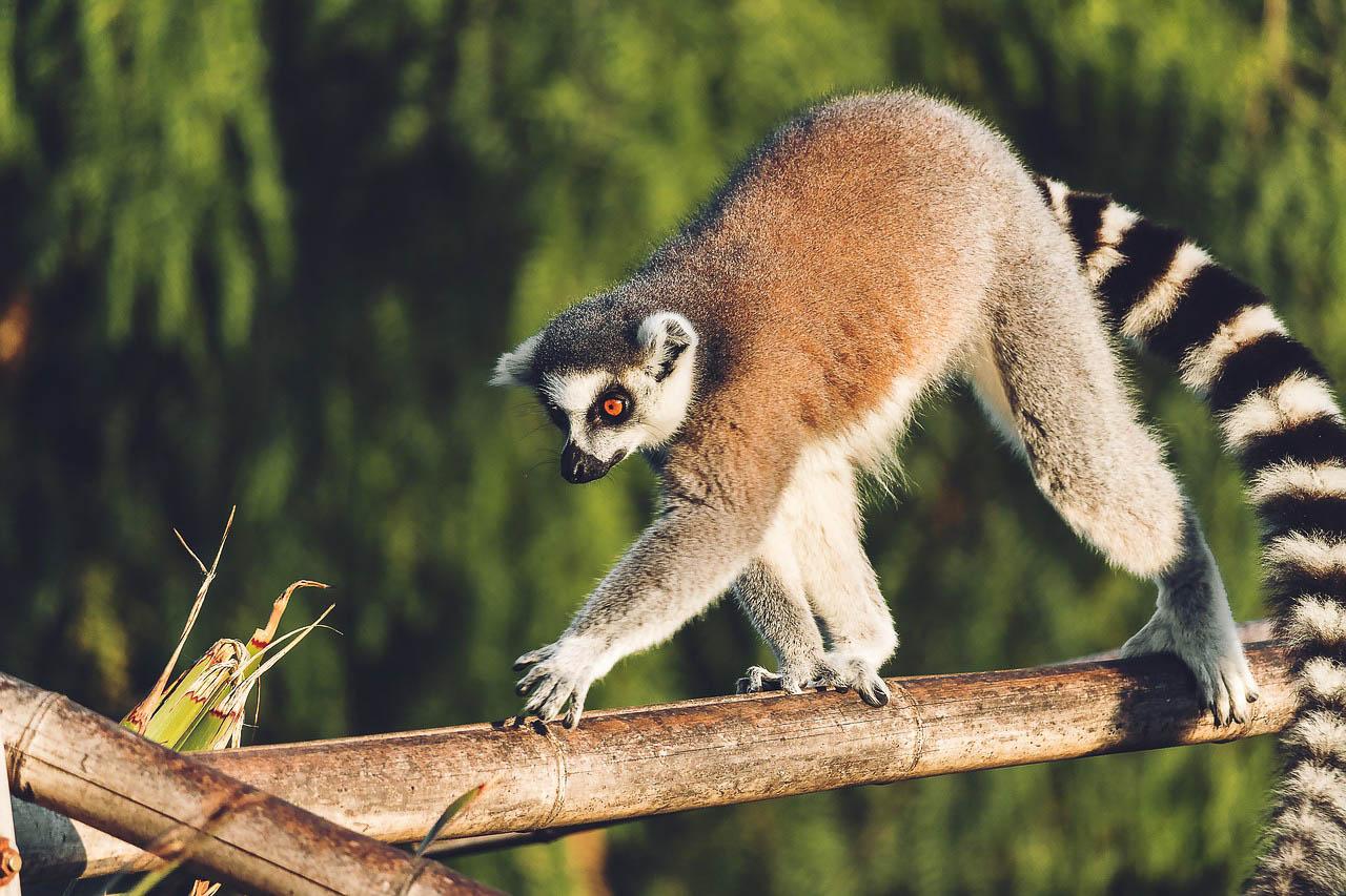 Pixa Lemur G0c8f1434b 1280 Pixabay