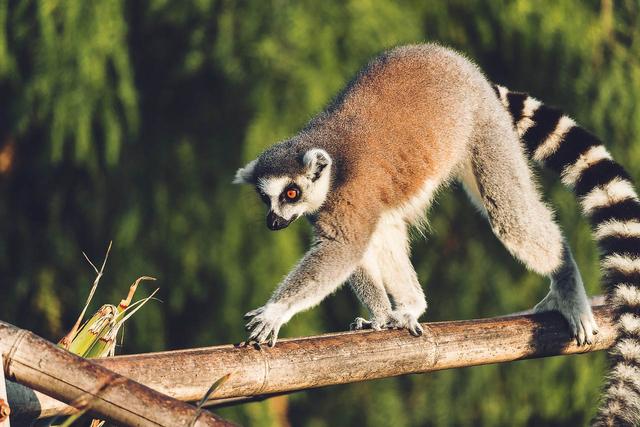 Pixa Lemur G0c8f1434b 1280 Pixabay