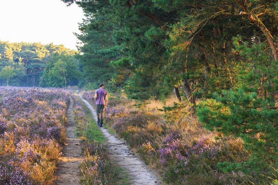 wandelarrangement-5_bosland_w950