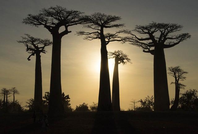 Pixa Madagascar Gd1aee2598 1280 Pixabay