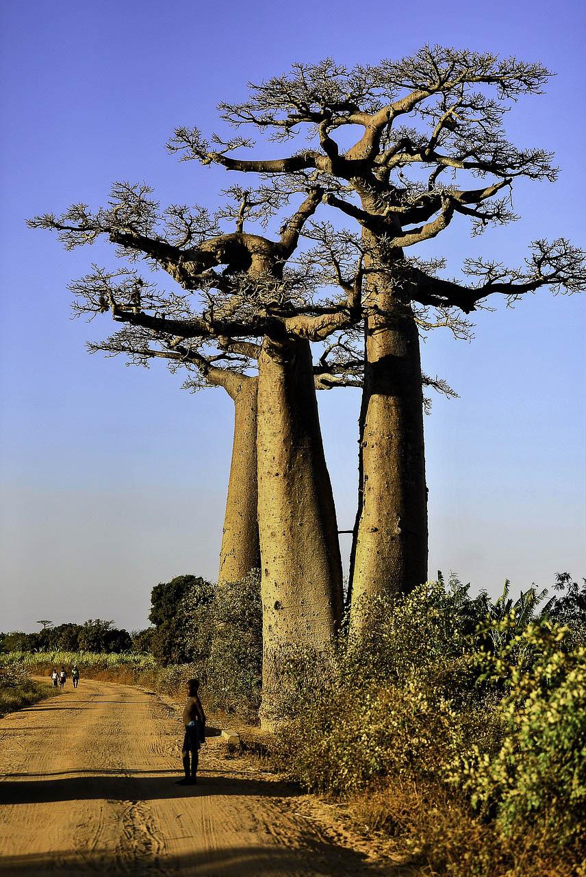Pixa Madagascar Ga40acdc21 1280 Pixabay