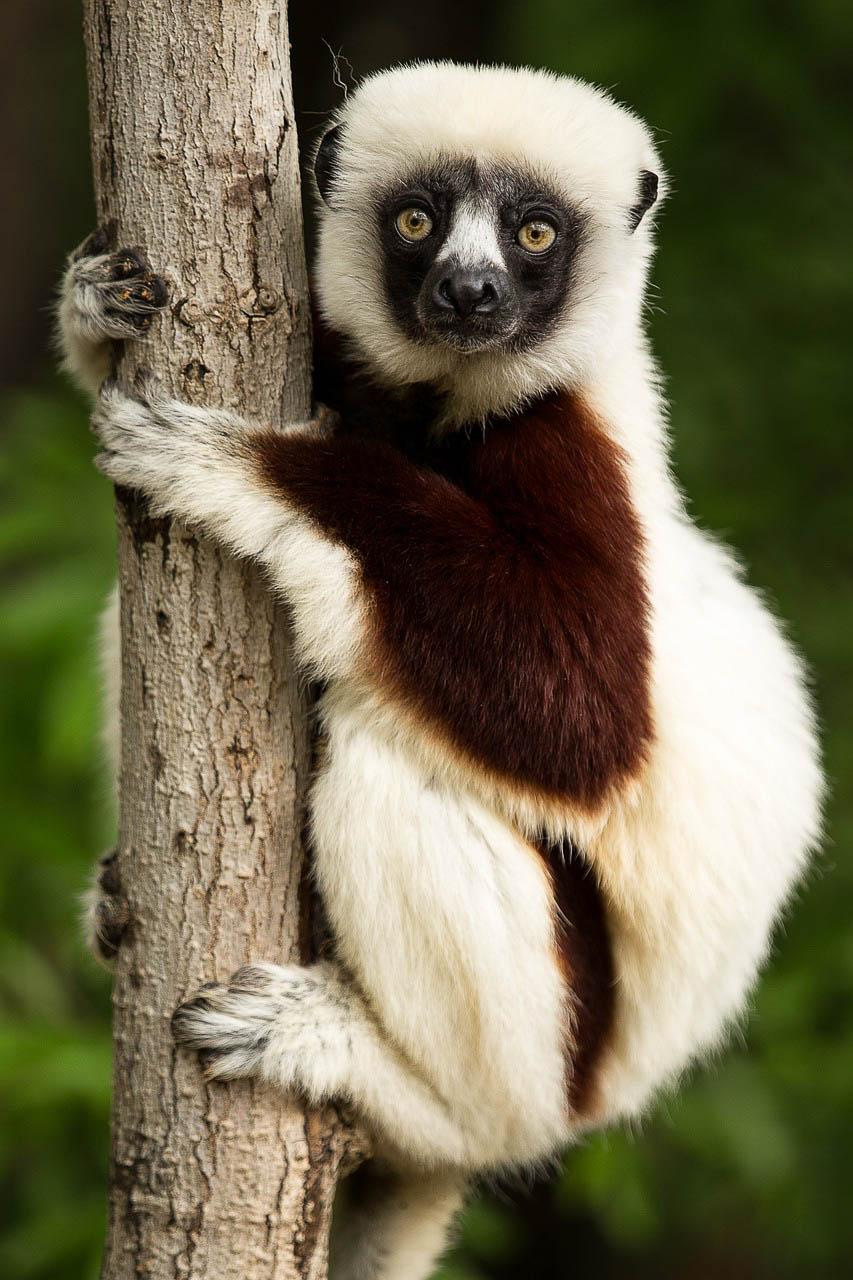 Pixa Lemur G4b6c4bff6 1280 Pixabay