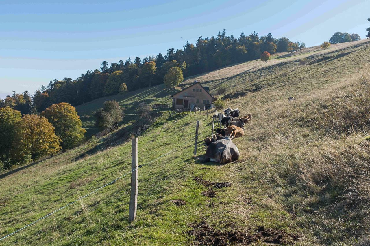 Selectie DSCF7798 Karin Warnant