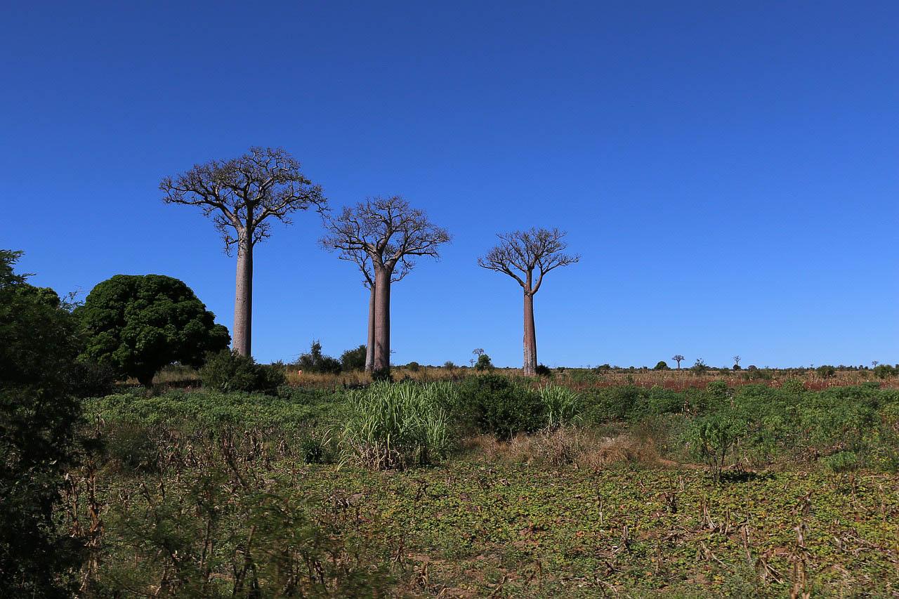 Pixa Baobab G1e0b0fae3 1280 Pixabay