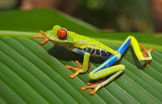 Frog 69813 640