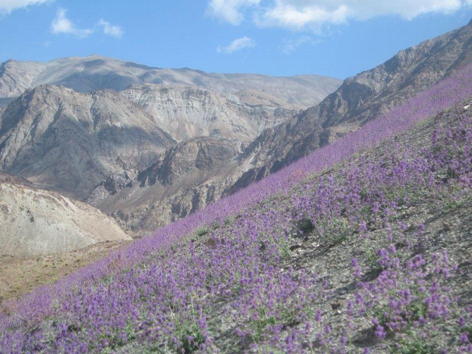 Ladakh-06-Ann-Tilley-18-Custom