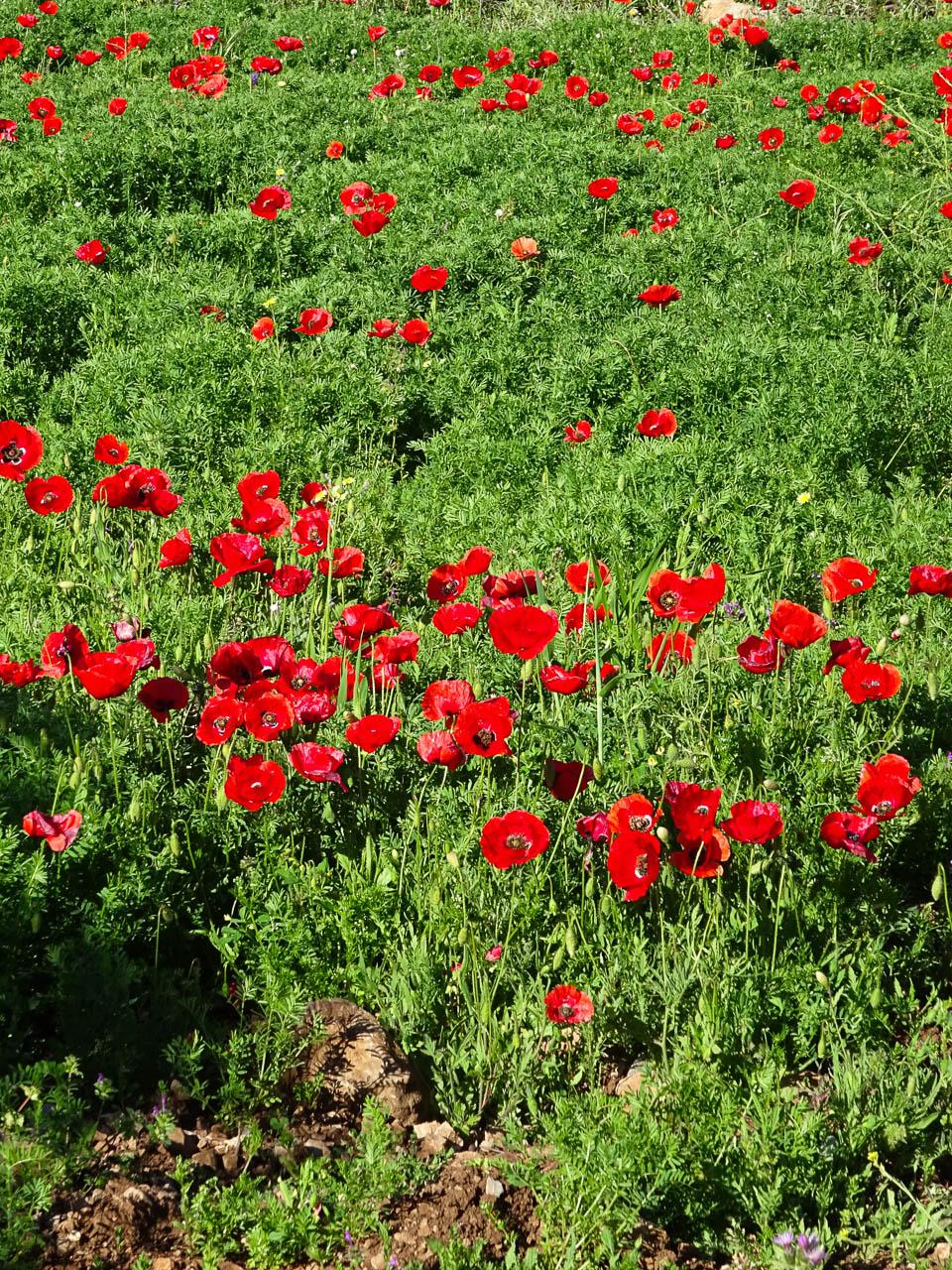 Leen Aelbers DSC04782 Leen Aelbers
