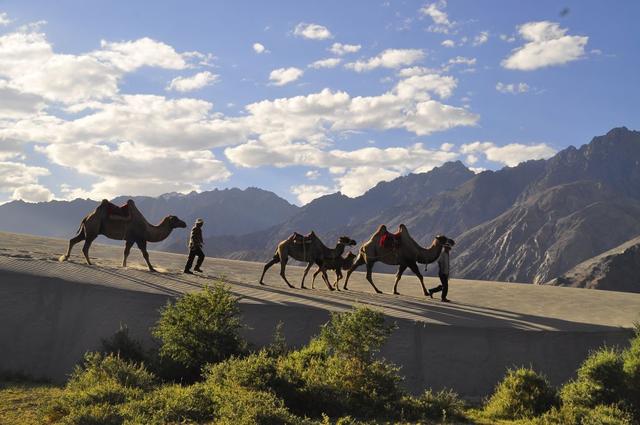 Camel Nubra LR