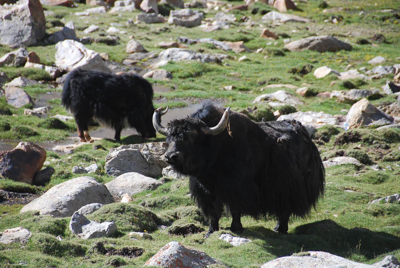 Discoveryjourneysindia (Agent) Yak Ladakh