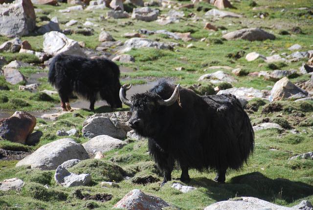 Discoveryjourneysindia (Agent) Yak Ladakh