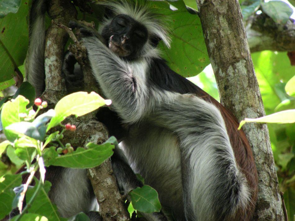 ZNZ-Jan-Lauwers-08-Tanzania-394_export_w950