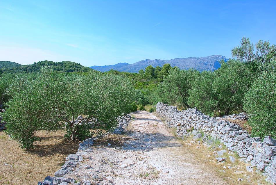 Korcula Olijfbomen Selectie Yugo W950