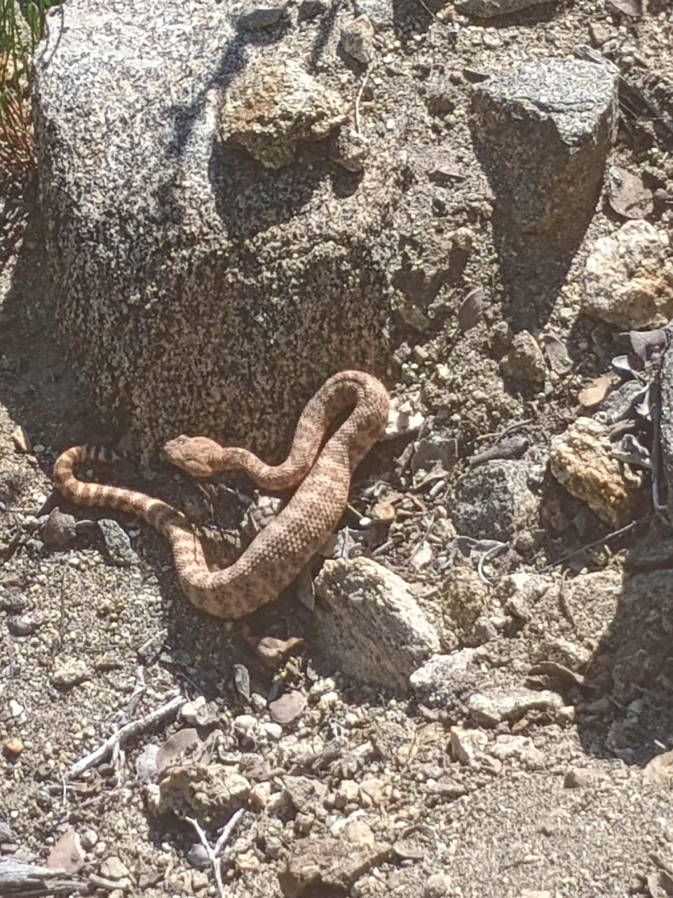 Foto's Southerwestern Speckles Rattle Snake Olivier Van Hoey