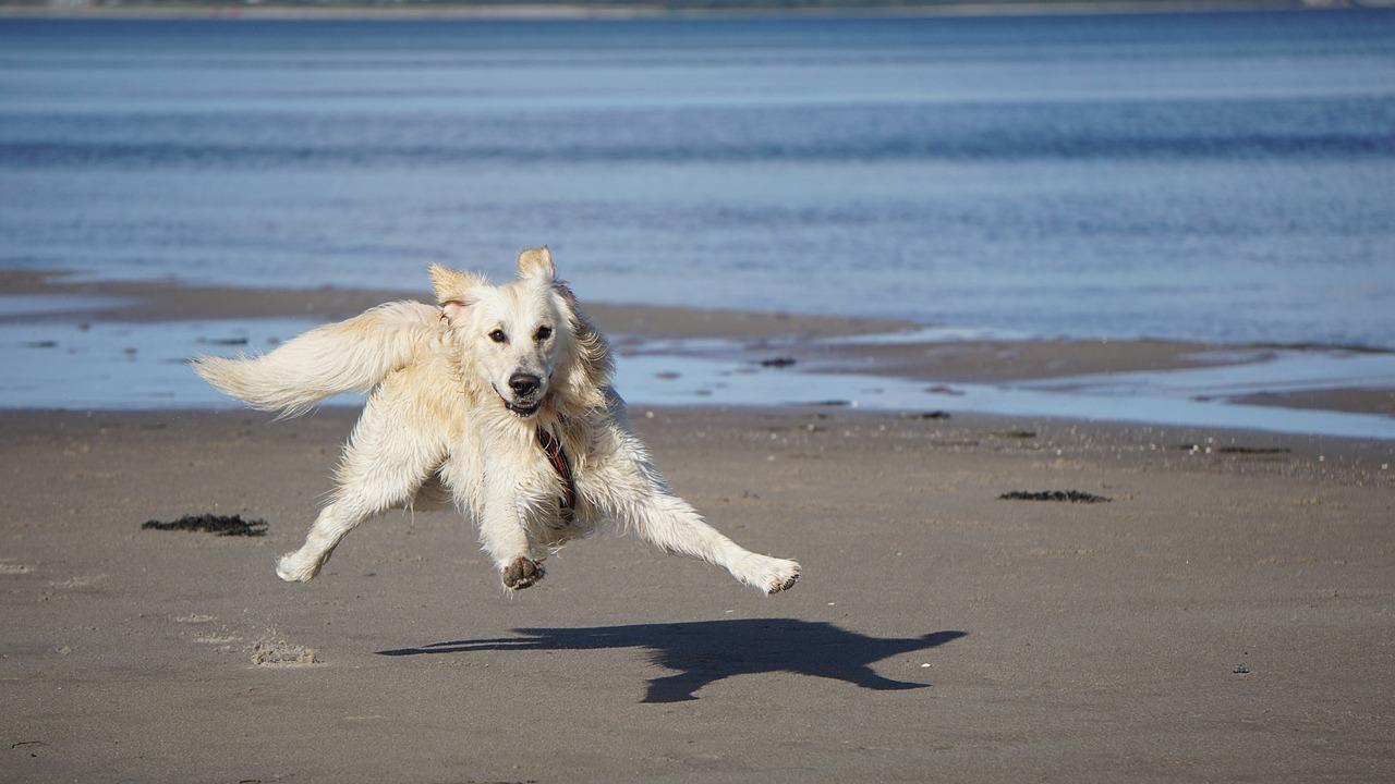Dog 3961438 1280