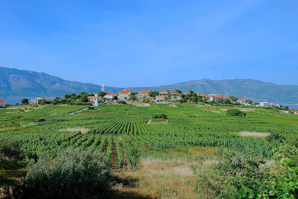 HR5DAA Lumbarda Wijngaarden Korcula Export Ruud Peeten
