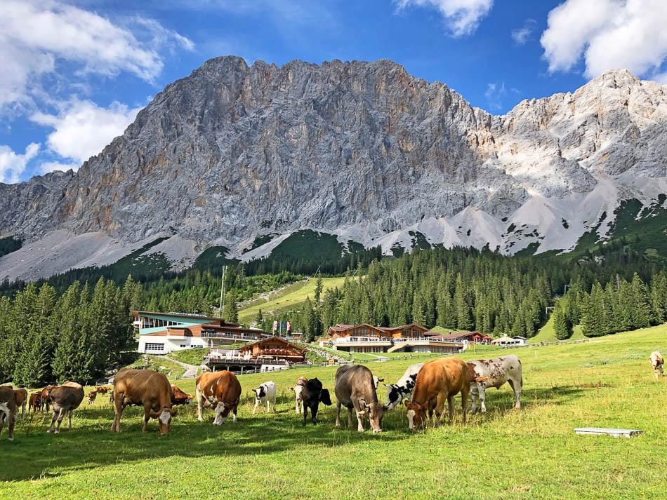 eurohike-wanderreisen-zugspitze-almkuehe-Zugspitze Eurohike-Eurohike-w950
