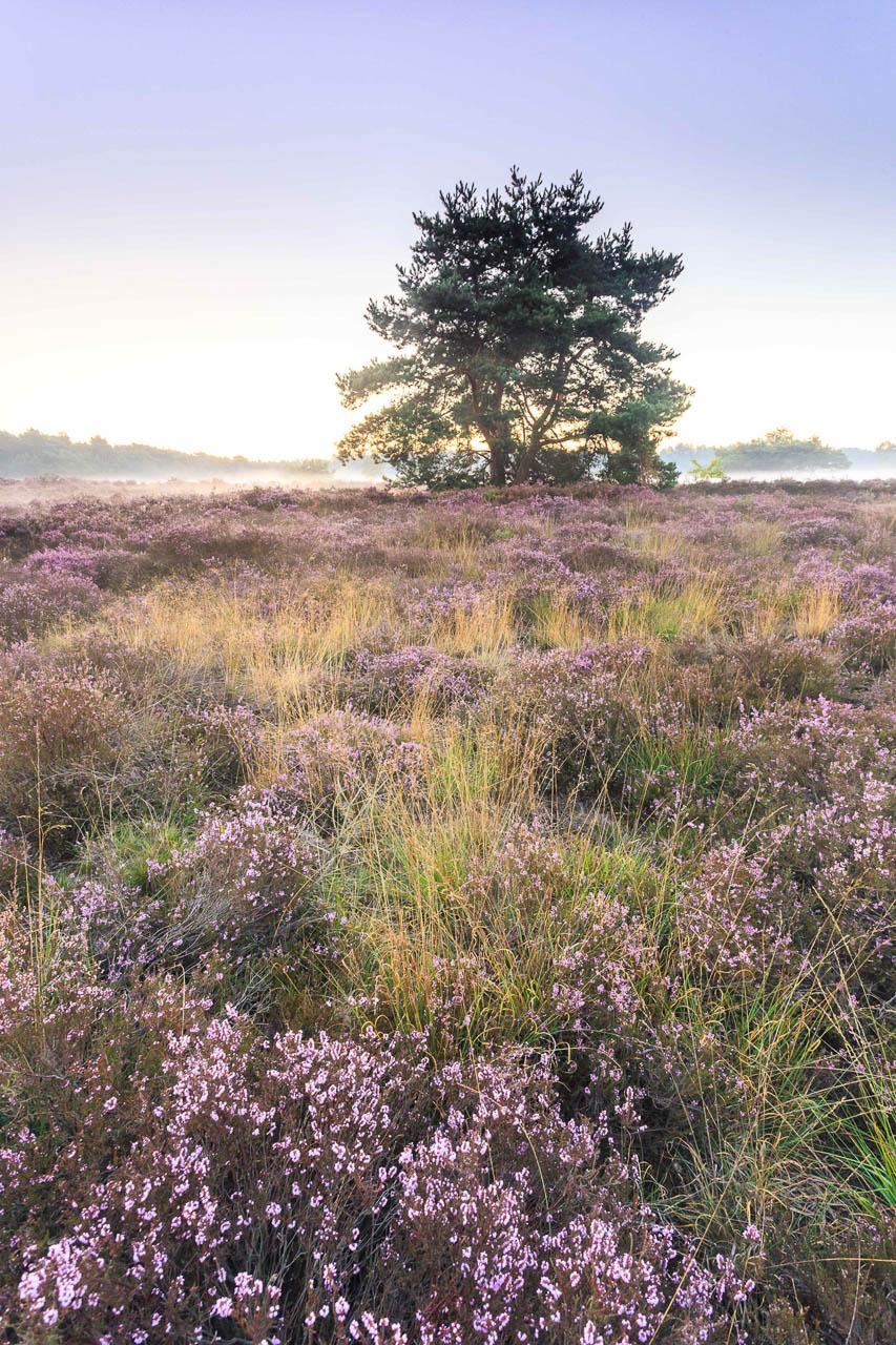 Naamsvermelding © De Wijers Xxxx(Naam Fotograaf). De Naam Van De Fotograaf Zit In De Bestandsnaam Of De Metagegevens LO Heuvelse Heide Kobe Van Looveren.07 © De Wijers CN Kobe Van Looveren