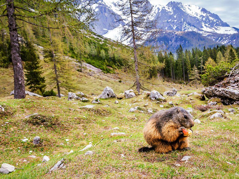 bachlalm_murmeltiere_coen weesjes_03_export_w950