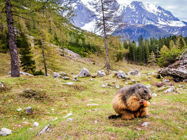 bachlalm_murmeltiere_coen weesjes_03_export_w950
