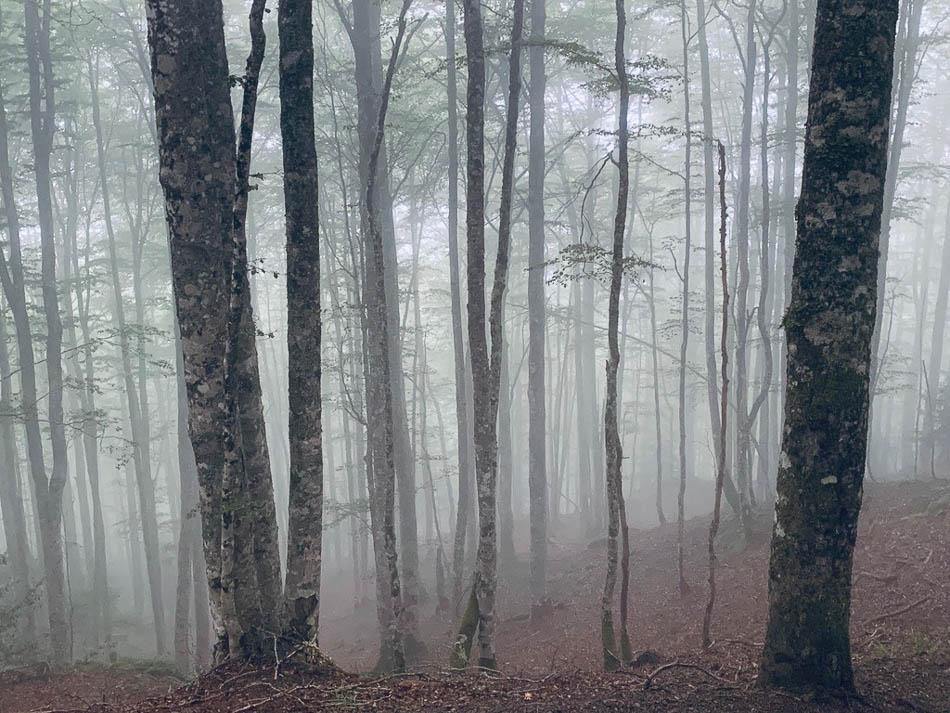 sansanet-beech-forest-ignacio-teres-the-eye-is-delighted-w950