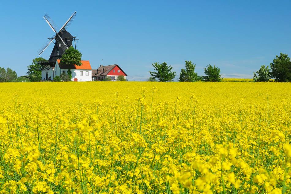 Rapeseed Field And Windmill 158590249 4247X2831 Selectie W950