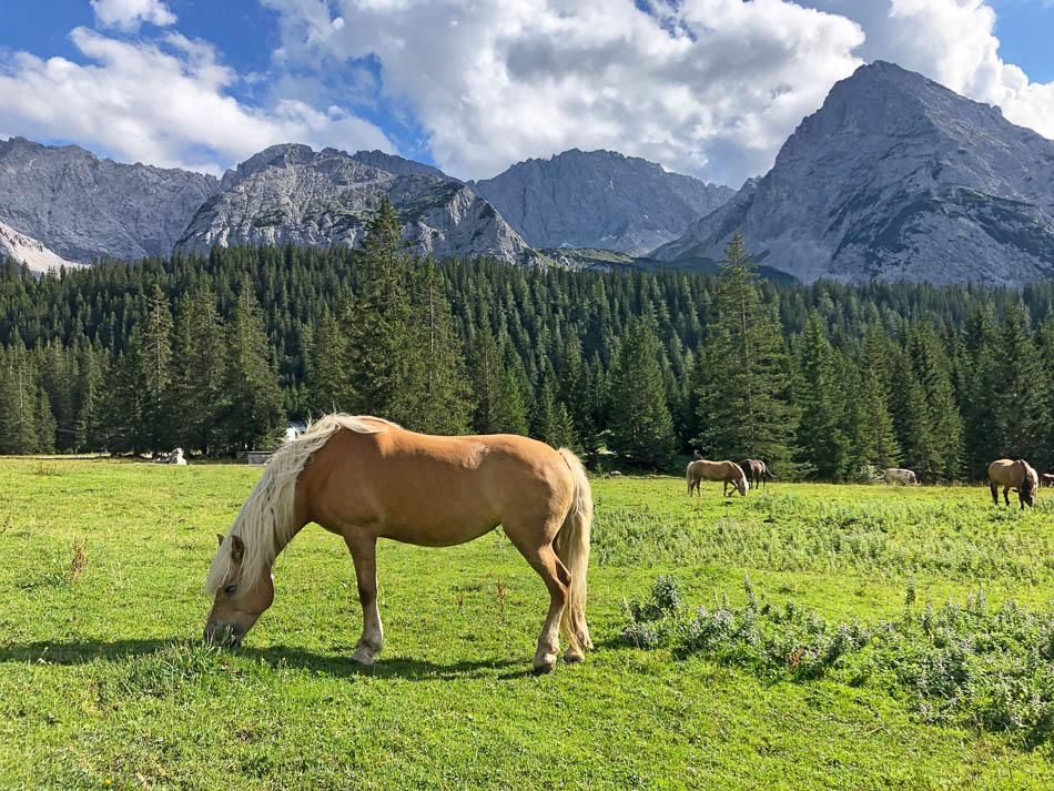 eurohike-wanderreisen-zugspitze-pferd-Zugspitze Eurohike-Eurohike-w950
