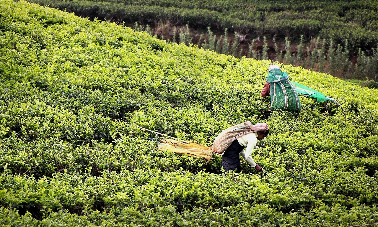 Tea Harvest G659f96832 1280