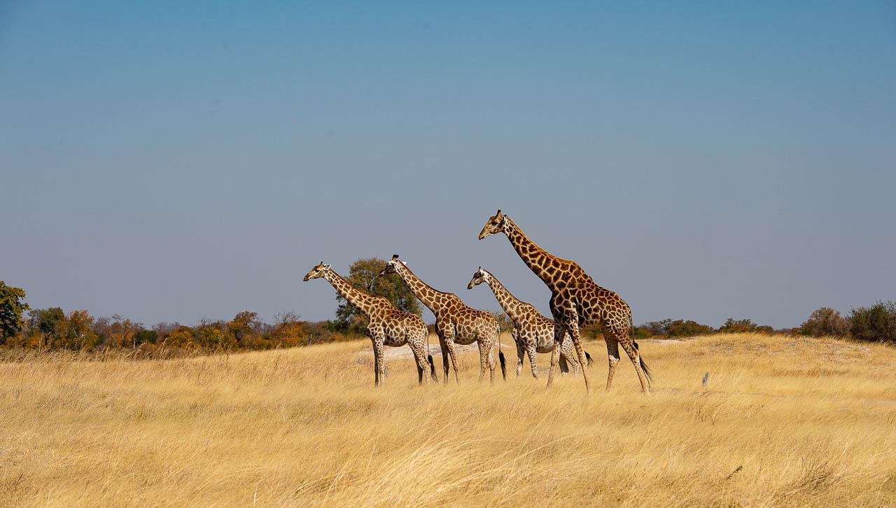 Sunways (Agent) Sunway Zimbabwe Hwange NP Bruce Taylor 4548