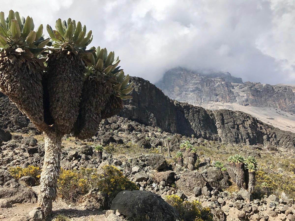 TZ 2017 Tessa De Vrieze INTGR Kilimanjaro Machame Route Node 5347 Submission 5347 Foto 1