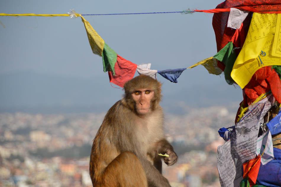NP-2014-Katrin-Schaefer-monkey_temple_kathmandu_-_monkey_en_gebedsvlaggen-node_48426-submission_11298-Foto_1-NP5KTJ-Katrine Schaefer-w950