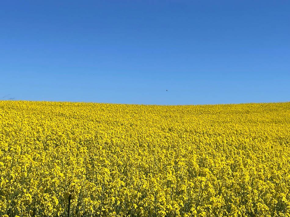 Rapeseed Field Westfunen DK6FNA Fyn W950